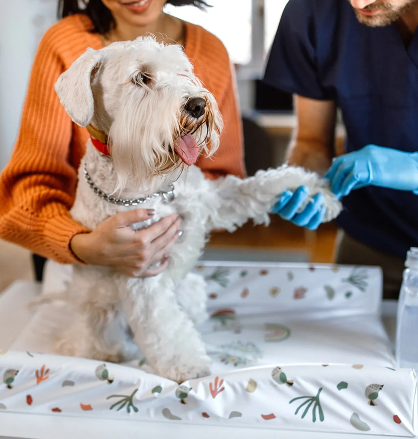 Veterinarian examines a white Schnauzer paw while the owner comfortably holds the dog on an examination table