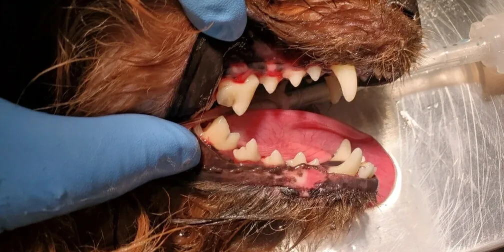 Gloved hands hold a sedated dog mouth open during a veterinary dental procedure, showing the teeth and gums.