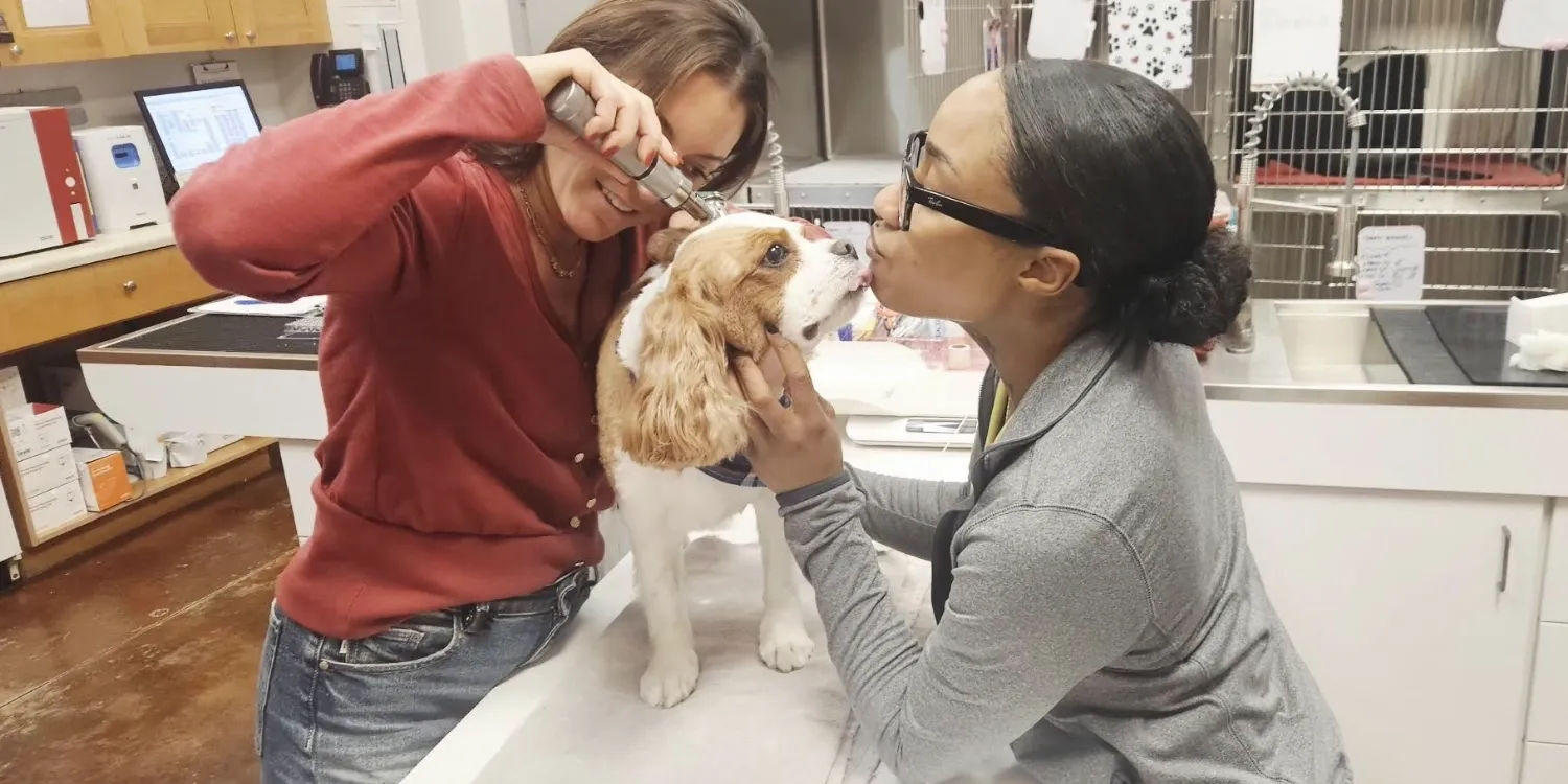 Veterinarian examining a dog’s ear while the pet owner gently holds and kisses the dog in a clinic room