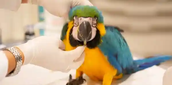 Blue and yellow macaw receiving a veterinary examination while being gently held with protective gloves.