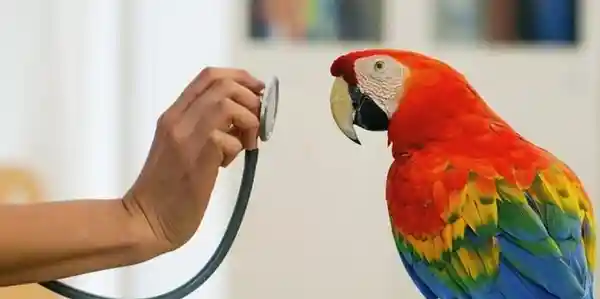Scarlet macaw facing a stethoscope during a veterinary examination indoors.