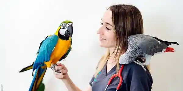 Veterinarian holding a blue and yellow macaw with an African grey parrot on her shoulder.