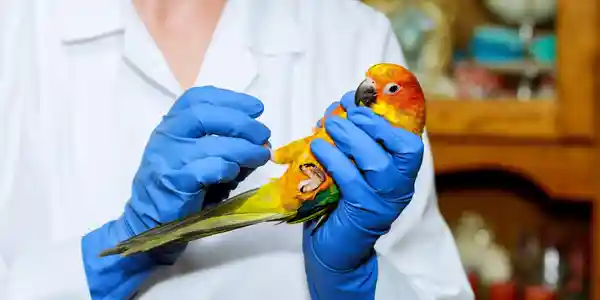 Veterinarian holding a colorful parrot during a medical examination while wearing blue protective gloves.