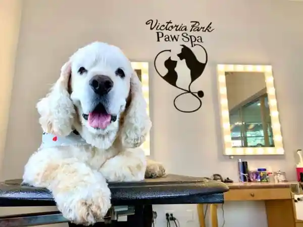 A white spaniel dog on a black table with lighted mirrors and a Victoria Park Paw Spa wall logo behind it.