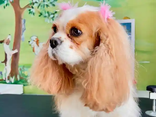 A Cavalier King Charles Spaniel dog with pink hair bows, sitting in front of a green wall mural with dog drawings.