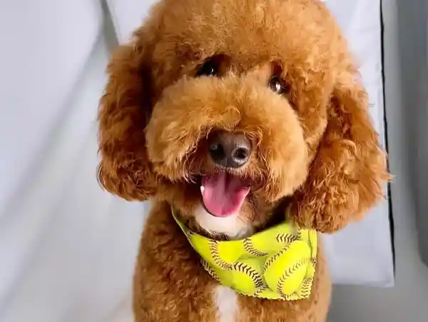 A happy brown poodle wearing a yellow baseball pattern bandana smiles with its tongue out.