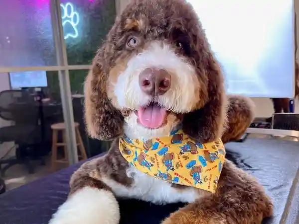A fluffy brown and white dog wearing a yellow bandana, sitting on a grooming table inside a pet salon.