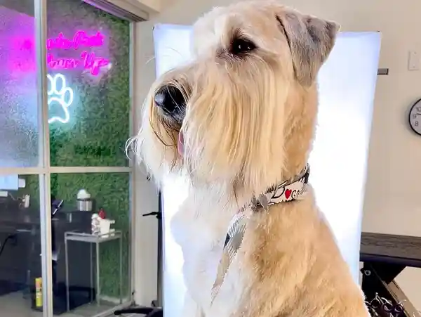 A groomed cream Schnauzer dog in side profile wearing a bandana, with a glowing neon paw sign on a green wall behind it.