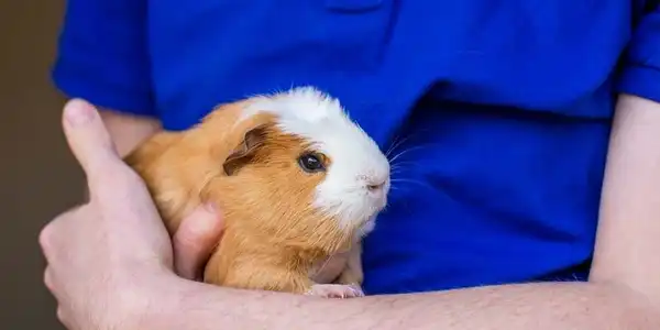 A close-up of a brown and white guinea pig being cradled in the arms of a person wearing a bright blue shirt.