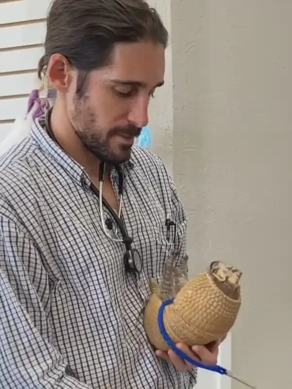 A veterinarian with a stethoscope gently cradles a small armadillo during a medical examination.