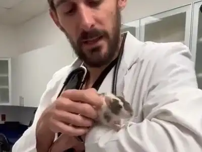 A male veterinarian in a lab coat gently holds and examines a small pet rat in a clinic setting.