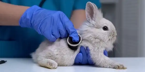A veterinarian wearing blue gloves uses a stethoscope to examine a small, fluffy white rabbit on a table.