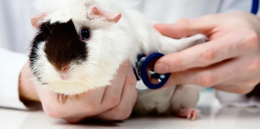 A veterinarian uses a stethoscope to check a fluffy white and black guinea pig during a medical exam.