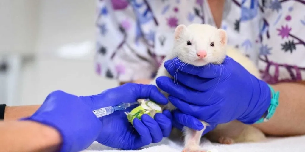 A veterinary worker in blue gloves holds a white ferret while administering an injection into its bandaged paw.