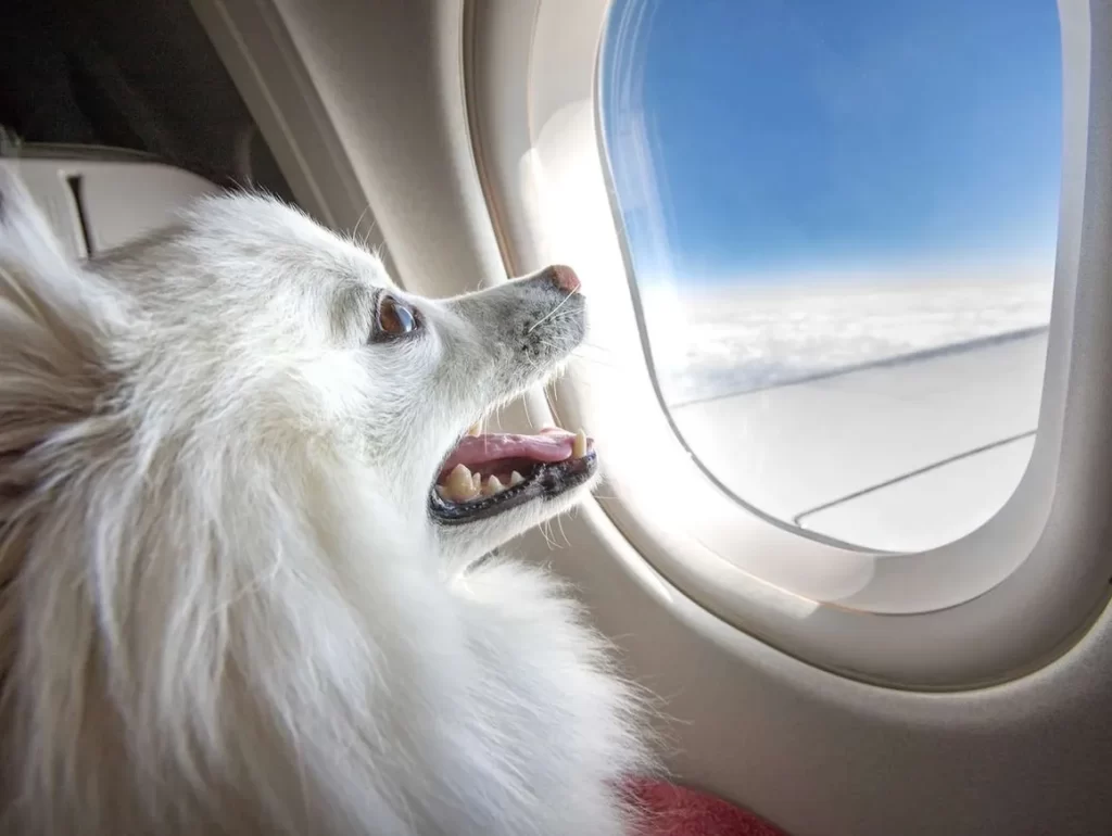 A fluffy white dog looking out of an airplane window at the blue sky and clouds.