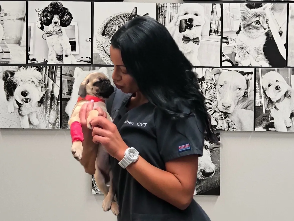 A female veterinary technician holding a small pug puppy in front of a wall featuring black and white pet portraits.