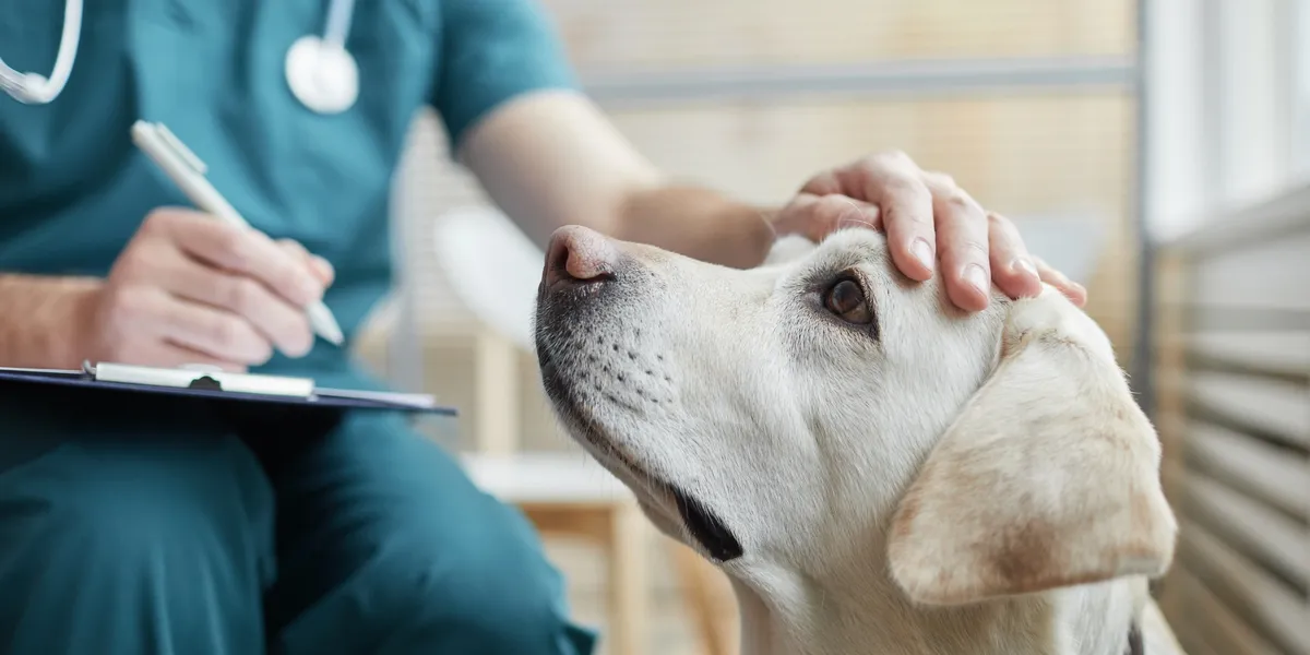 A veterinarian gently pets a yellow labrador's head while holding a clipboard and writing notes.