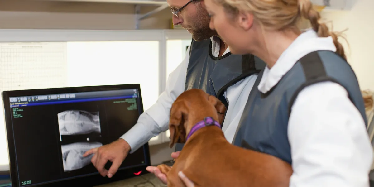 Two veterinarians wearing lead aprons look at digital X-rays on a monitor while holding a brown puppy.