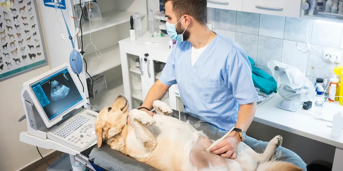 A masked veterinarian performs an ultrasound scan on a golden retriever lying on its back in a clinic.