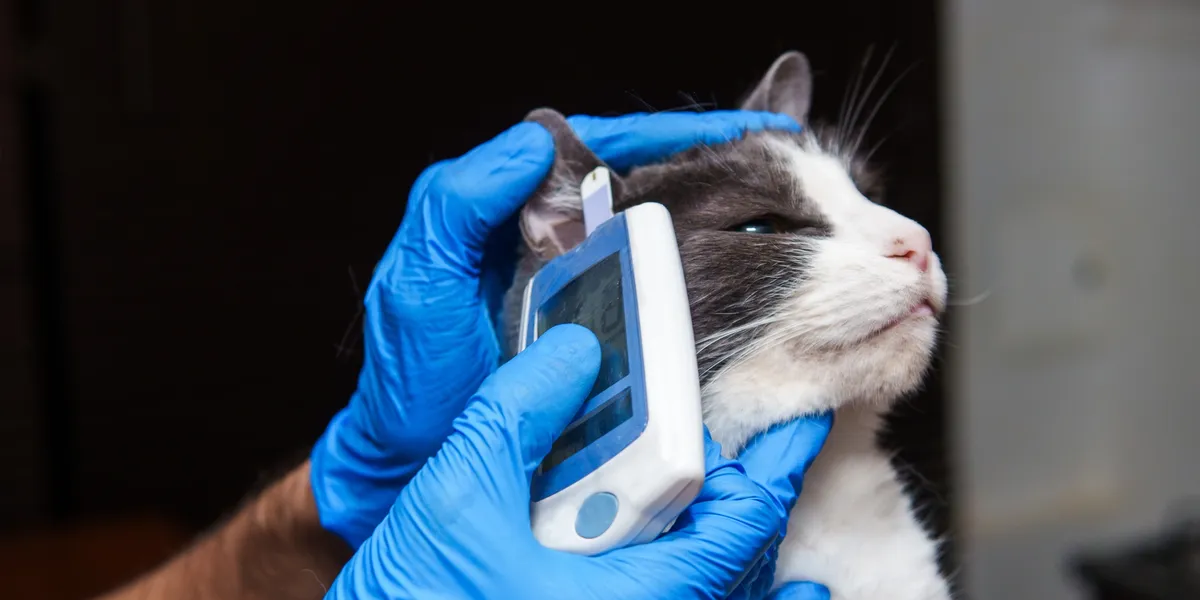 A person in blue gloves checks a cat's blood glucose levels using a digital glucometer on its ear.