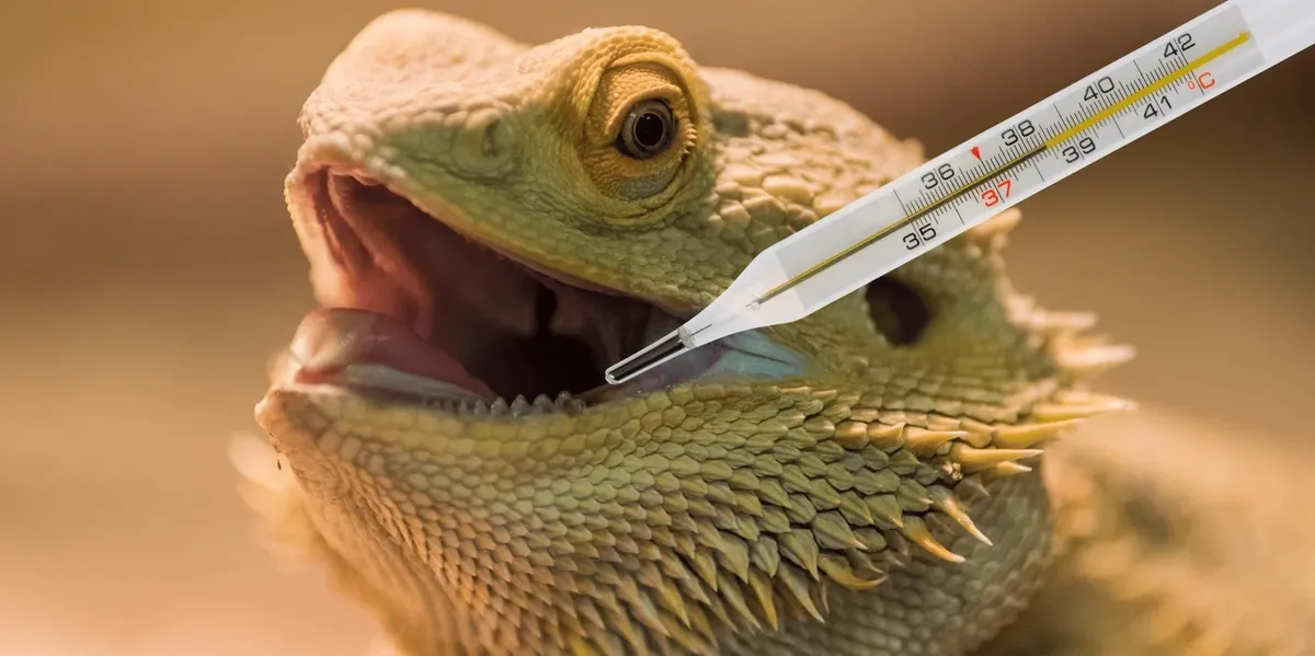A medical thermometer is placed near the open mouth of a bearded dragon lizard.