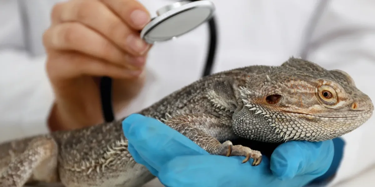 A veterinarian in blue gloves holds a bearded dragon lizard while using a stethoscope to examine it.