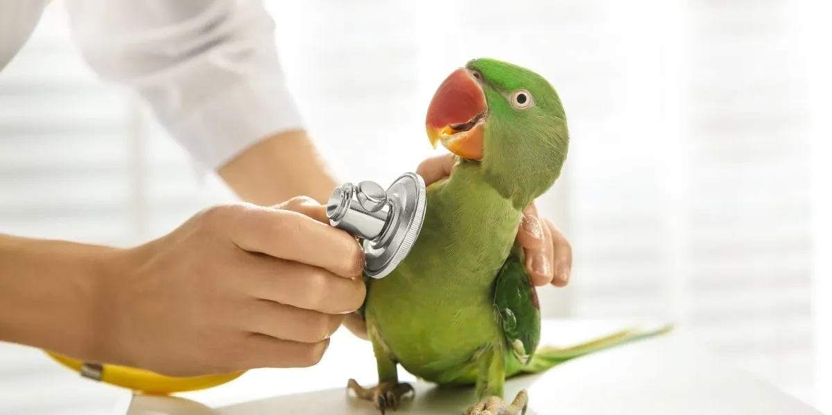 A veterinarian uses a stethoscope to examine a green Alexandrine parakeet with a bright red beak.