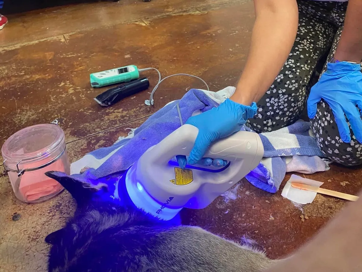 A person wearing blue gloves applies a Phovia blue light therapy device to a dog's neck at a veterinary clinic.