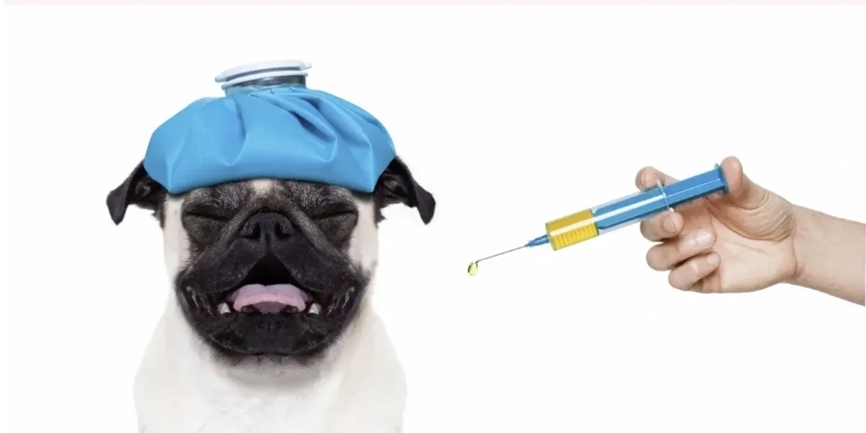 A sick pug with an ice pack on its head faces a large syringe filled with medicine against a white background.