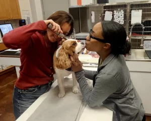 Veterinarian examining a dog ear while the pet owner gently holds and kisses the dog in a clinic room.