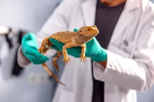 Veterinarian wearing gloves while holding a bearded dragon lizard during an examination.