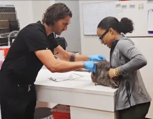 Veterinarian examining a cat on a clinic table while the pet owner gently holds the animal.