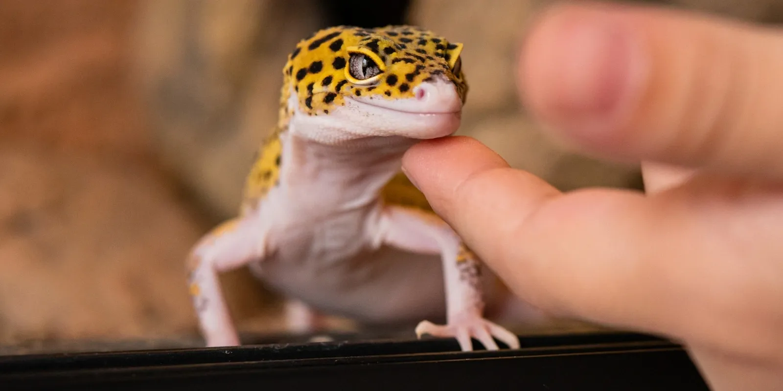 A leopard gecko rests its chin on a person's finger inside an enclosure.