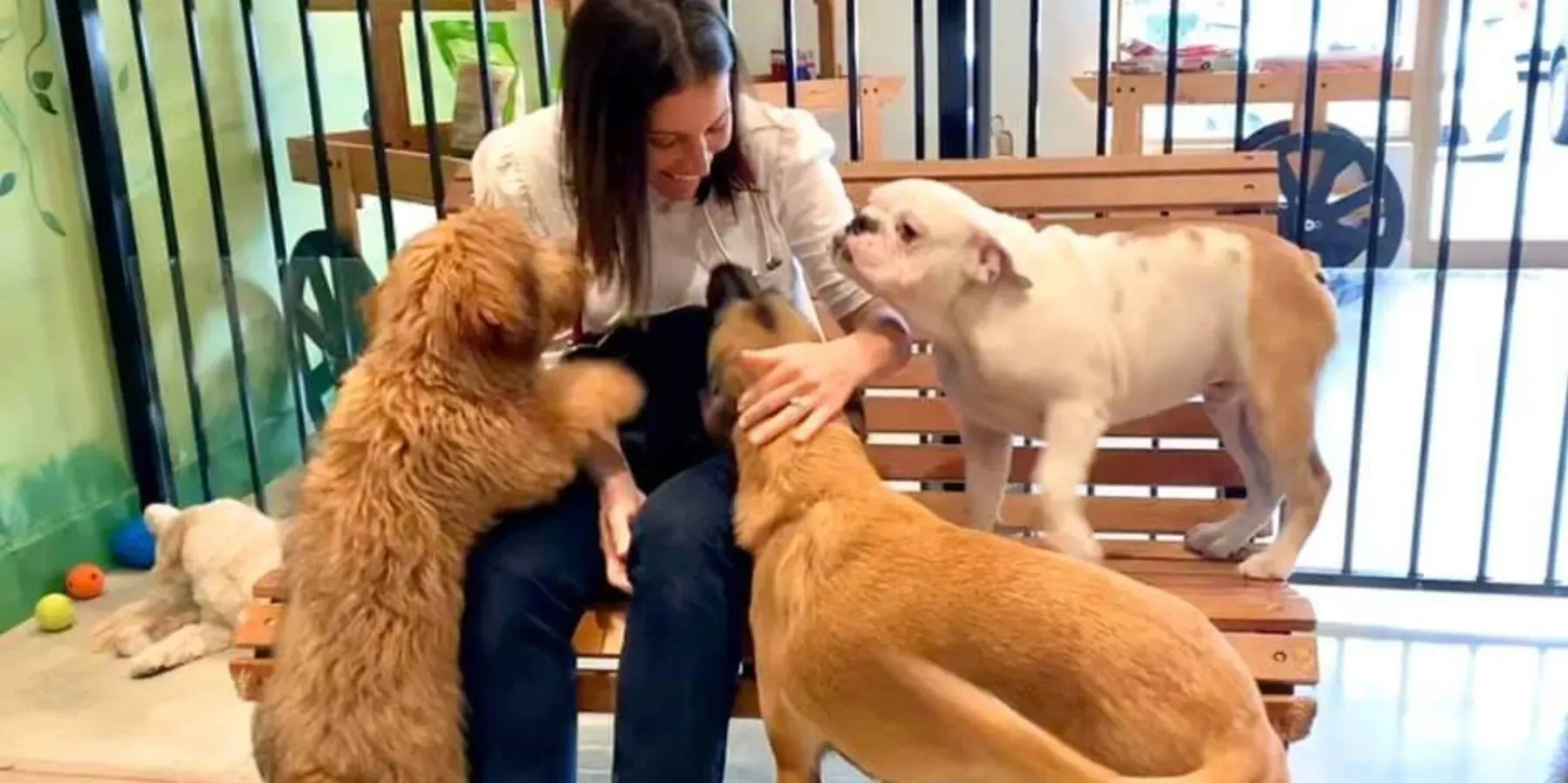 Three dogs of different breeds, a Golden Retriever, a Pug, and a French Bulldog, sit side by side in a park.
