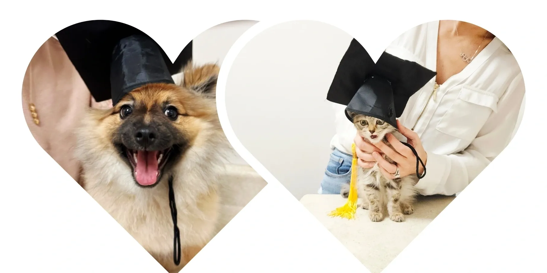 Two overlapping heart-shaped frames showing a happy Pomeranian dog and a tabby kitten both wearing graduation caps.