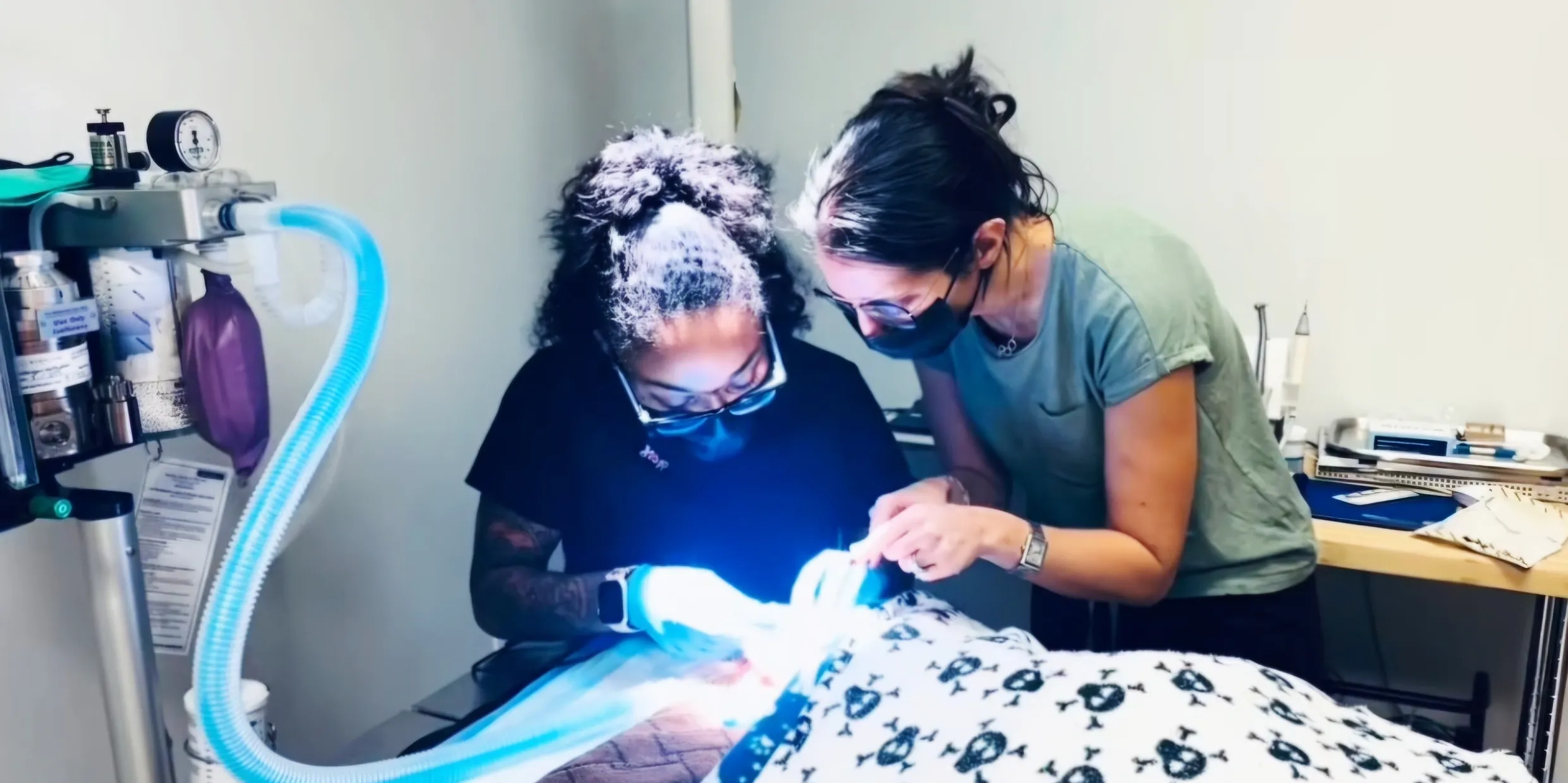 Two veterinary staff members wearing face masks perform a dental procedure on a sedated animal.