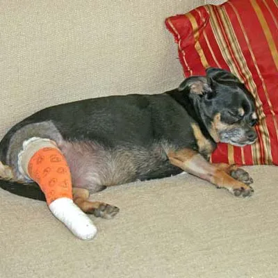 A small, black and tan dog sleeping on a couch with an orange bandage wrapped around its hind leg.