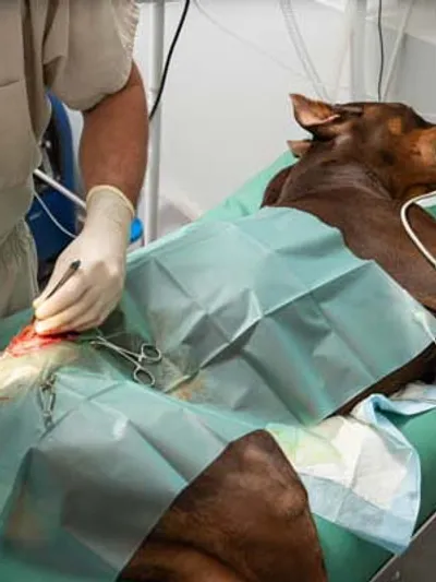 A veterinarian performing a surgical procedure on a sedated dog lying on an operating table.