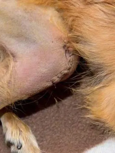 A close up view of a healing surgical incision with visible sutures on a shaved area of a dog skin.