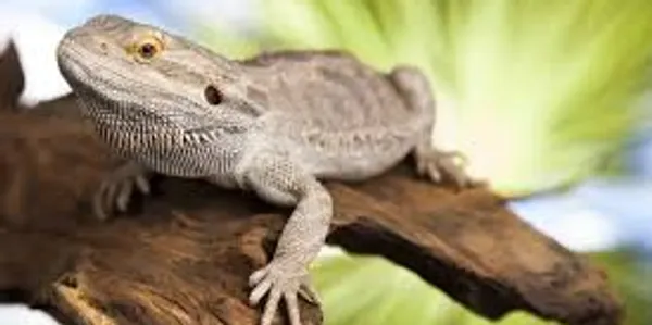 A gray bearded dragon lizard perches on a piece of dark driftwood against a blurry green background.