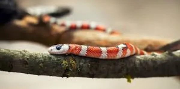 A small milksnake with red, white, and black bands crawls along a thin tree branch.