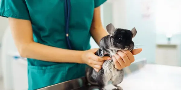 A veterinarian in green scrubs using a stethoscope to examine a chinchilla on an exam table.