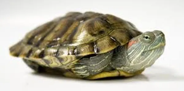 A red-eared slider turtle with its head out sits against a plain white background.
