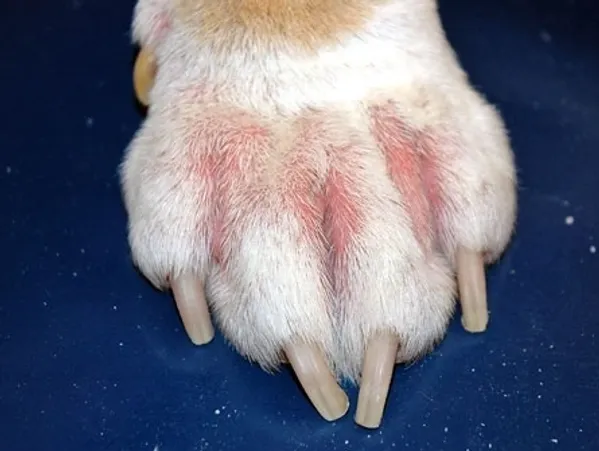 Close-up of a white dog paw showing red, irritated, and inflamed skin between the toes.