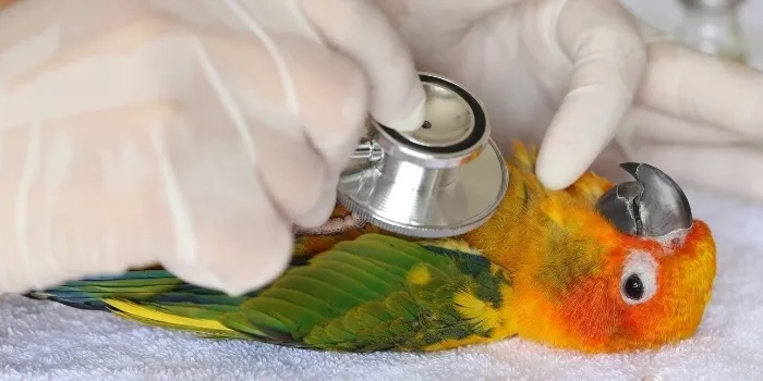 A veterinarian wearing white gloves uses a stethoscope to check the heartbeat of a colorful sun conure parrot.