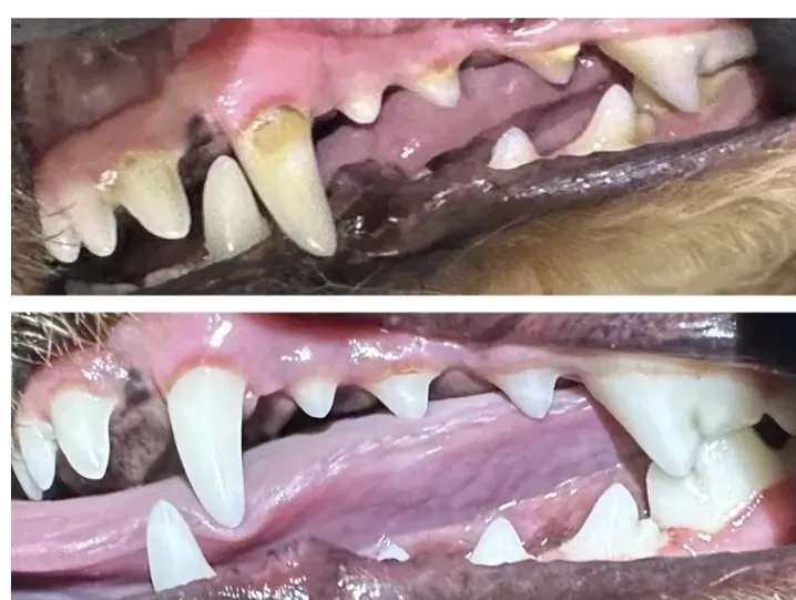 Before and after comparison of a dog teeth with tartar buildup on top and clean, pearly white teeth on the bottom.