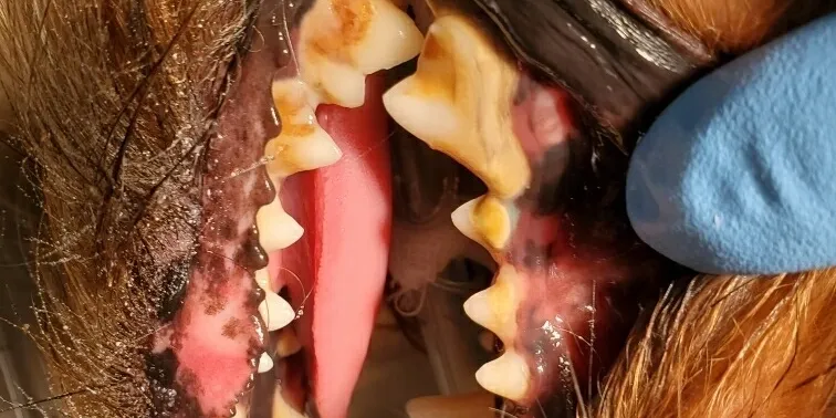 Extreme close up of a dog teeth with heavy yellow tartar build-up and plaque before a veterinary cleaning.