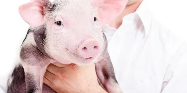 A close-up of a person in a white shirt holding a pink and black spotted piglet.