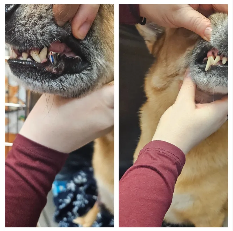 Comparison of a dog long tooth being reduced and replaced with a smaller metal dental cap.
