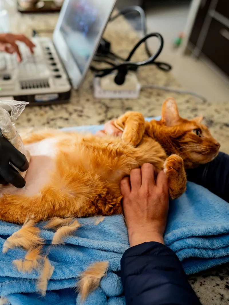 An orange cat lies on its back while receiving an ultrasound exam on its shaved belly at a veterinary clinic.